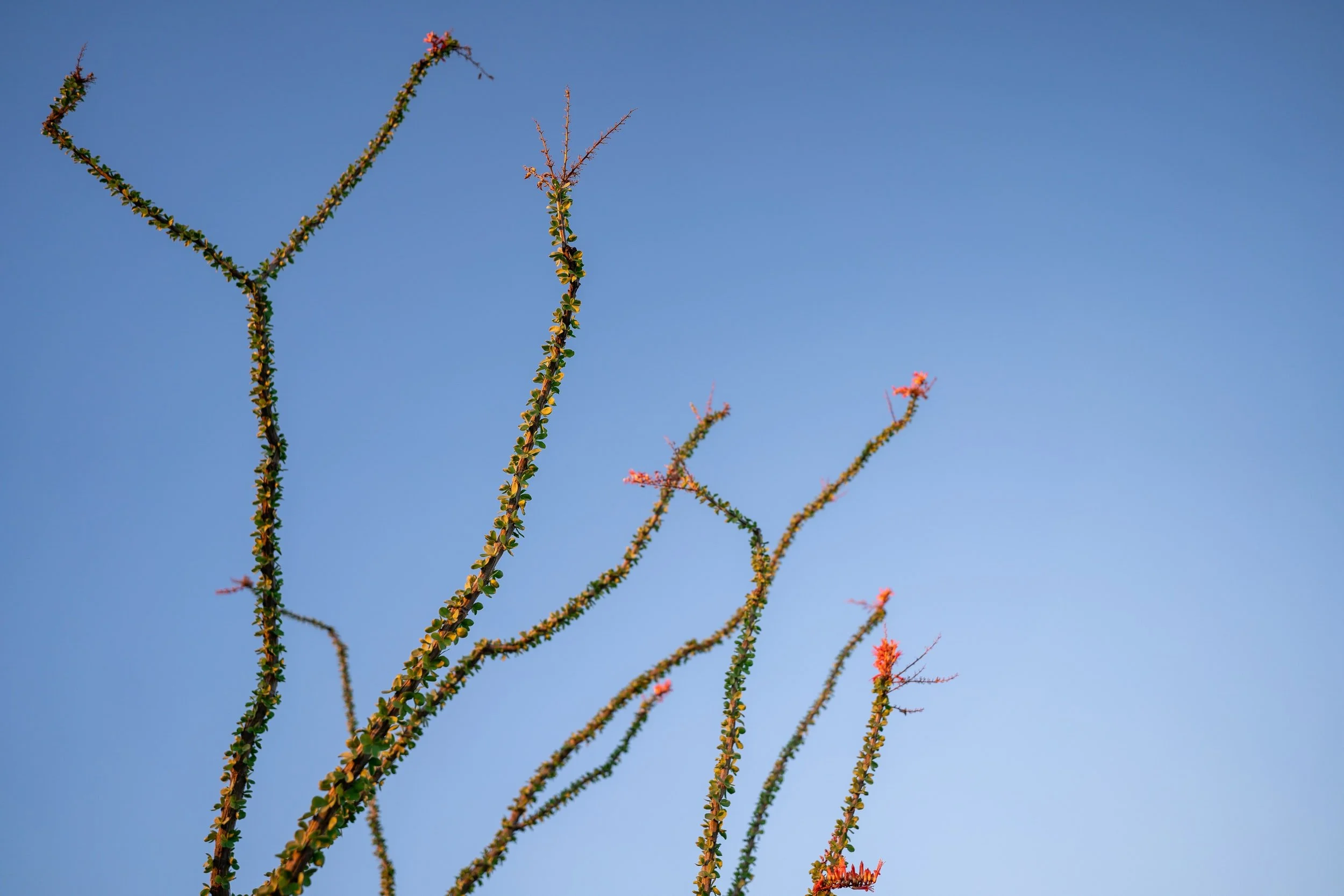 Salon Ocotillo in Hood River, OR (2)
