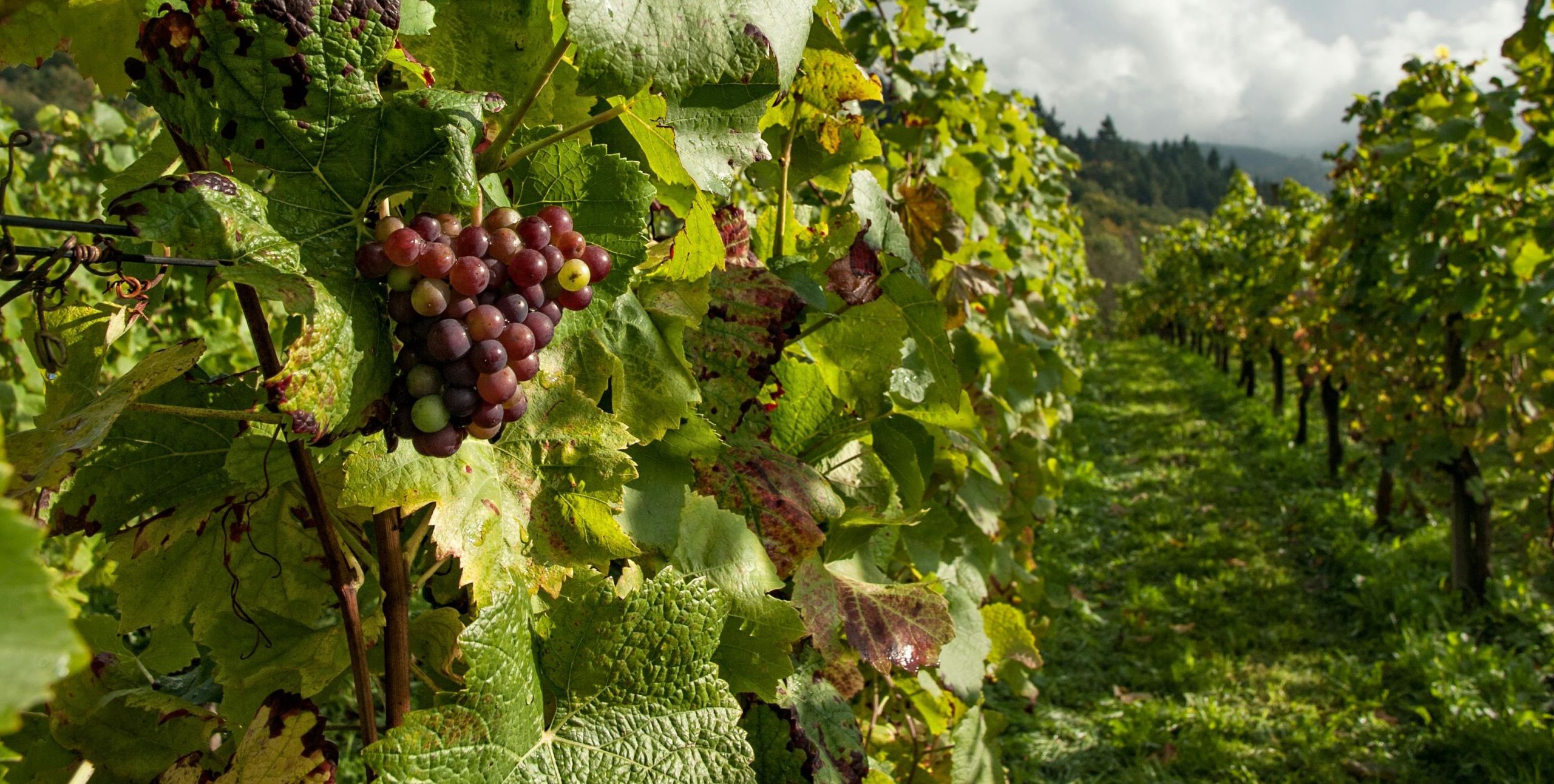 Far West Sonoma - Lou Rosenberger, REALTOR, Sebastopol to Bodega Bay CA in Sebastopol, CA (2)