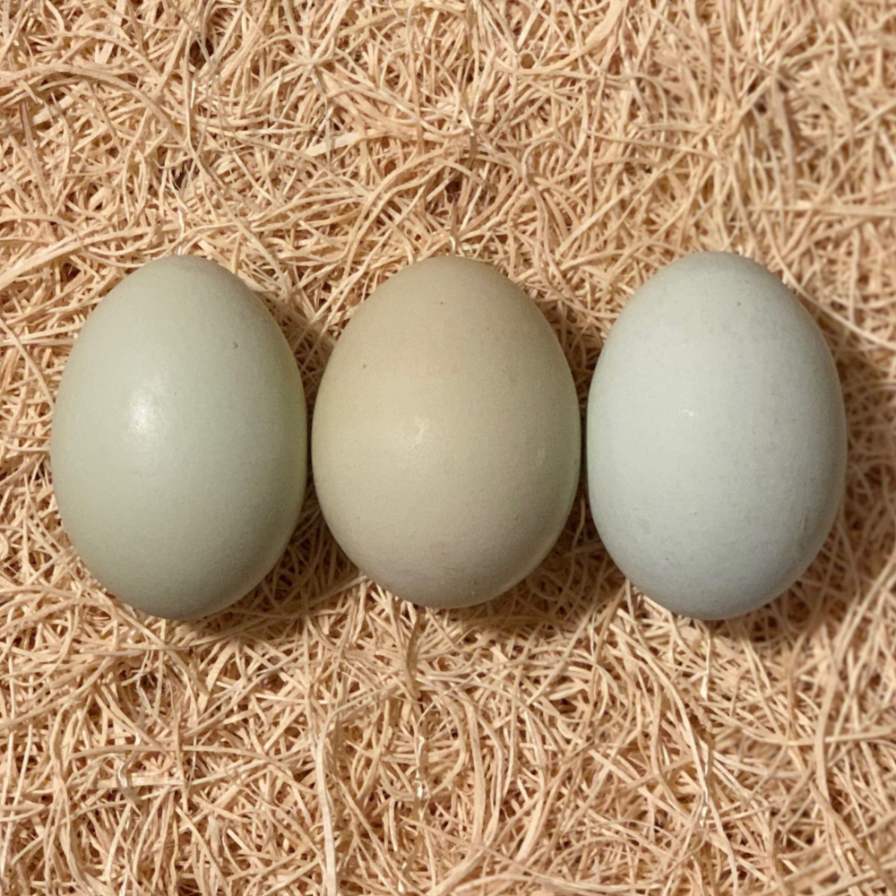 Meyer Hatchery in Polk, OH