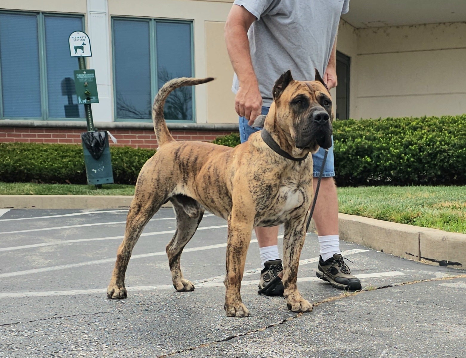 Cabeza Grande Kennel in Pocahontas, IL