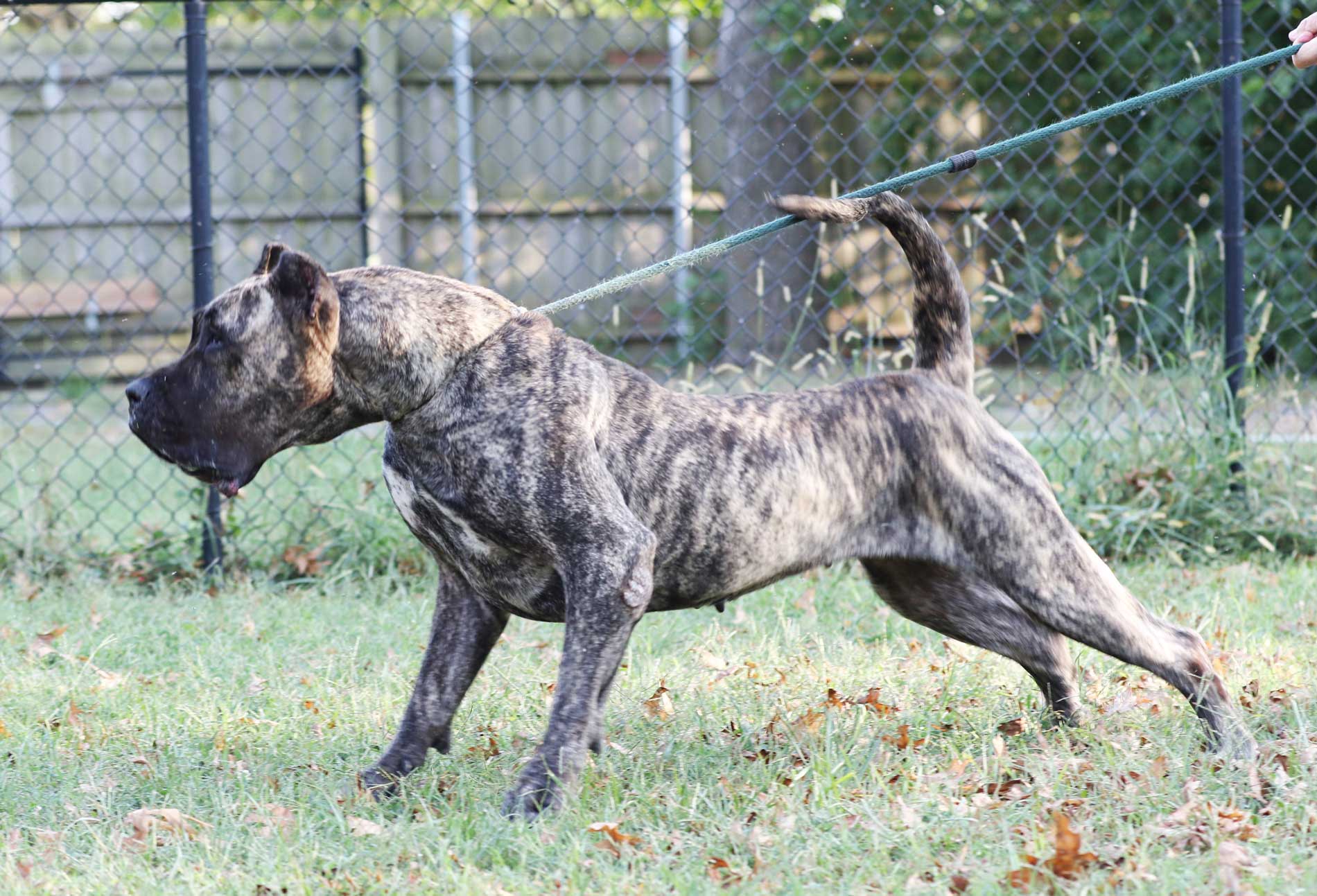 Cabeza Grande Kennel in Pocahontas, IL (2)