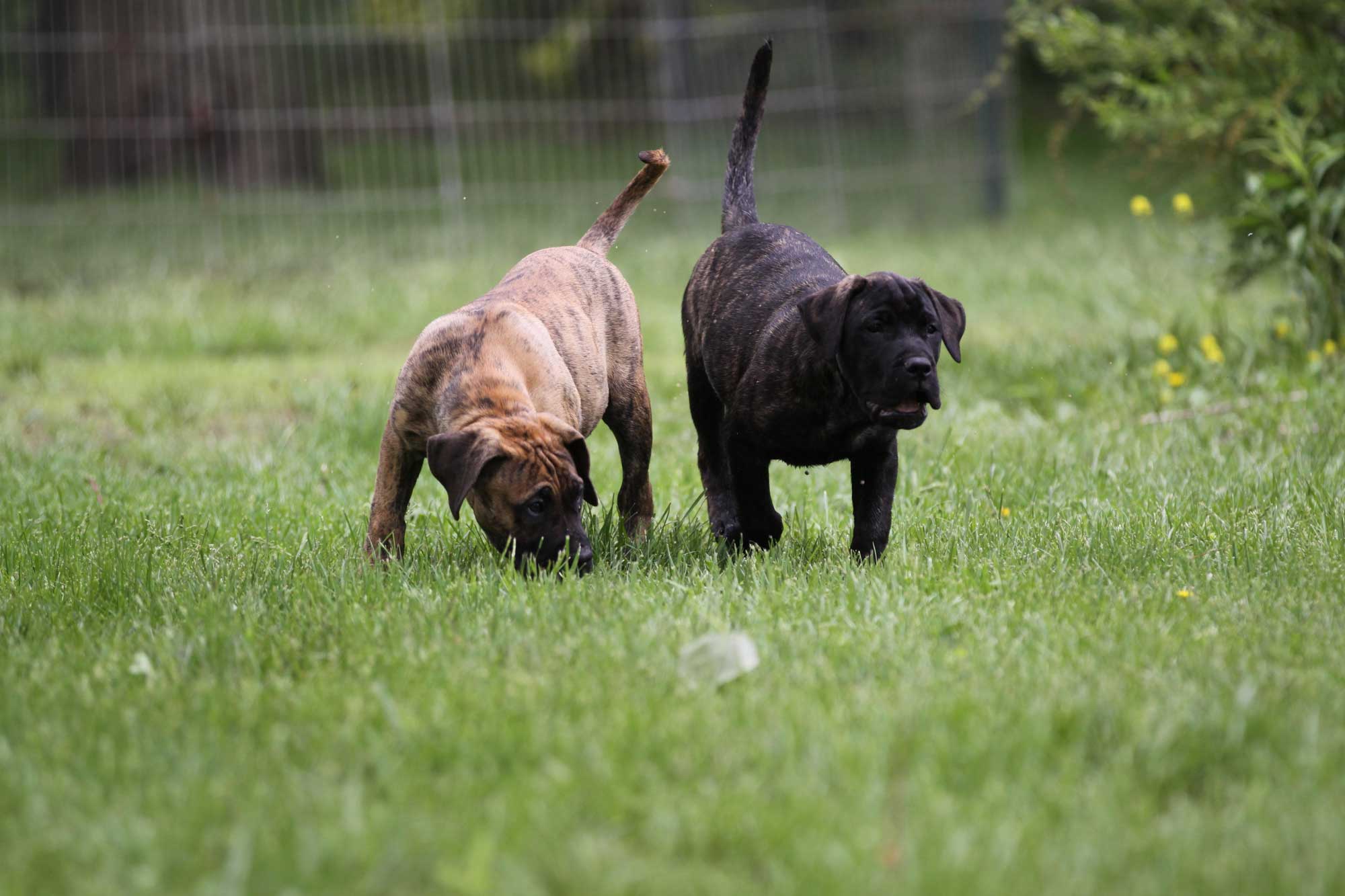 Cabeza Grande Kennel in Pocahontas, IL (4)
