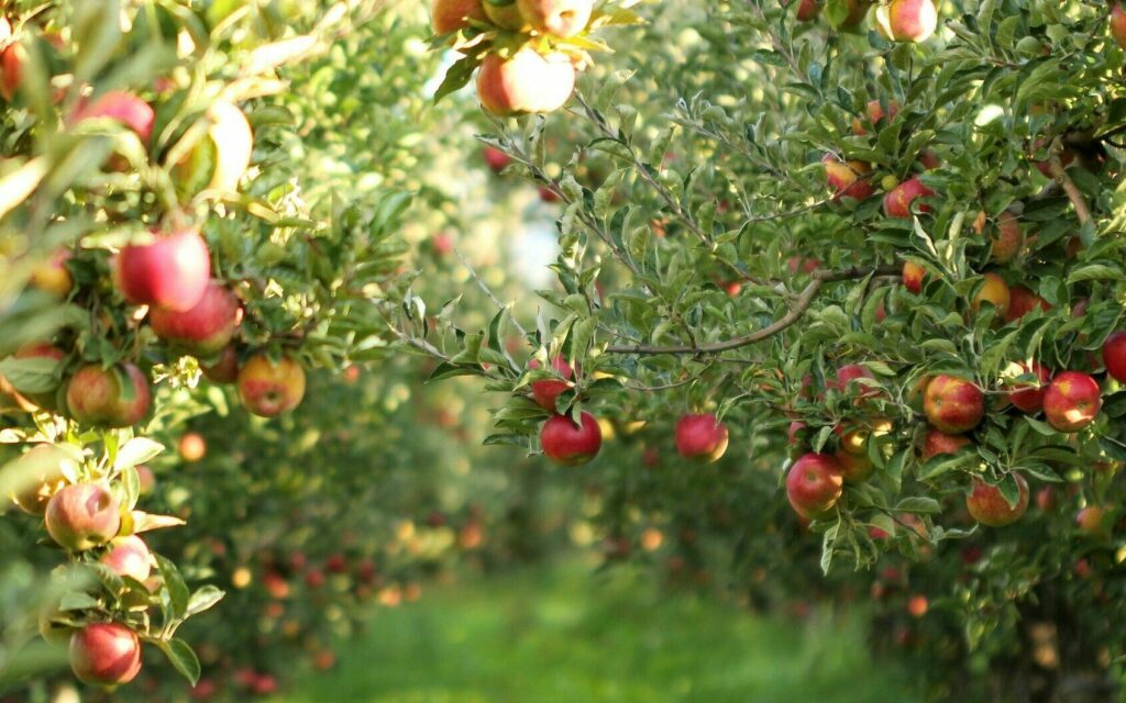 Demarest Farms in Hillsdale, NJ (5)