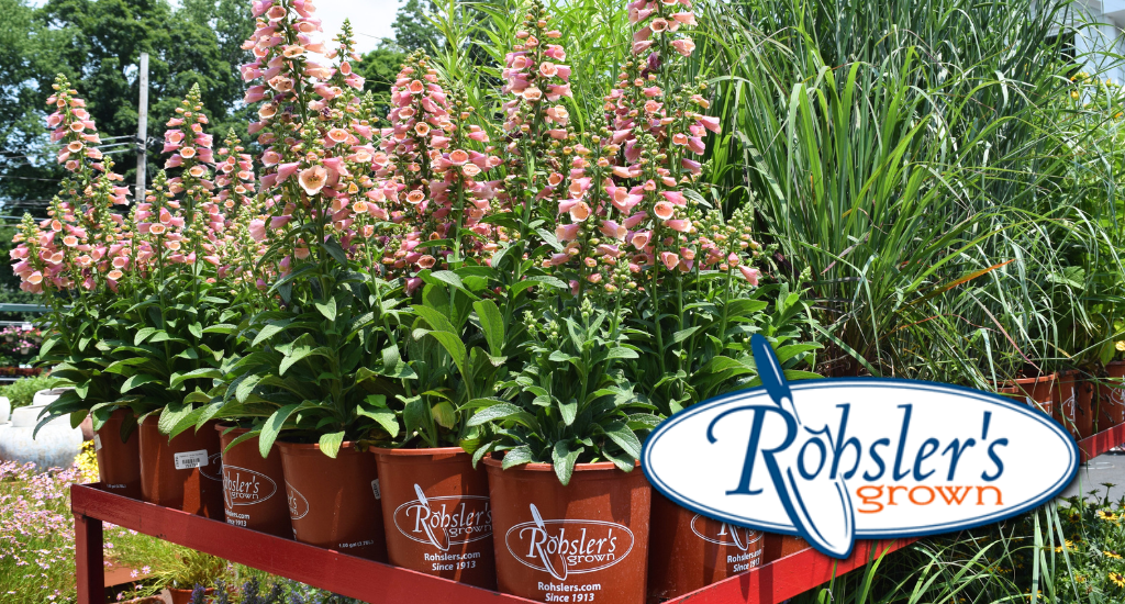 Rohsler's Allendale Nursery & Florist in Allendale, NJ (2)