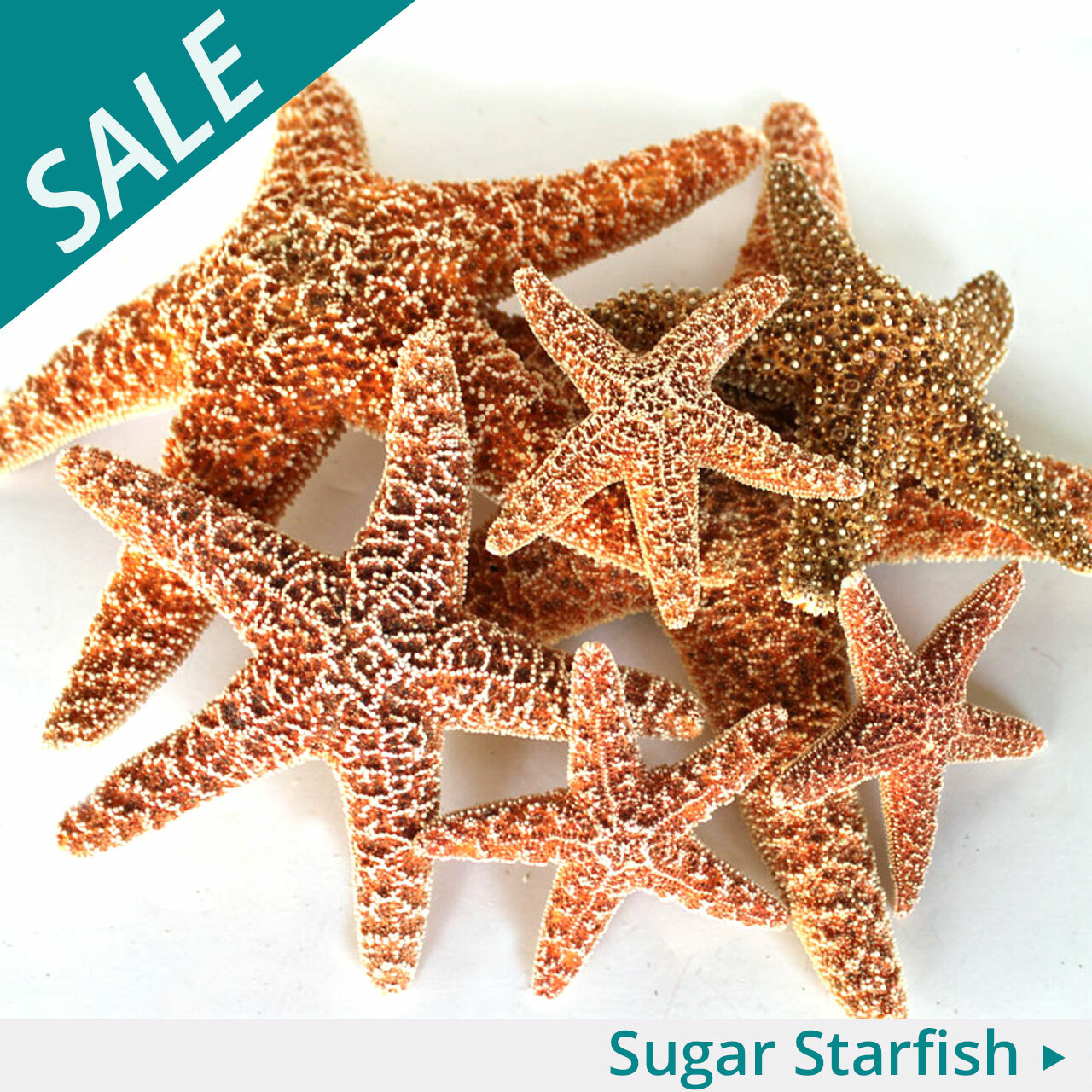 California Seashell Co Inc in Seal Beach, CA