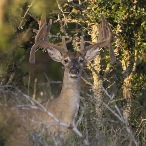 Buck Horn Ranch in San Saba, TX (3)