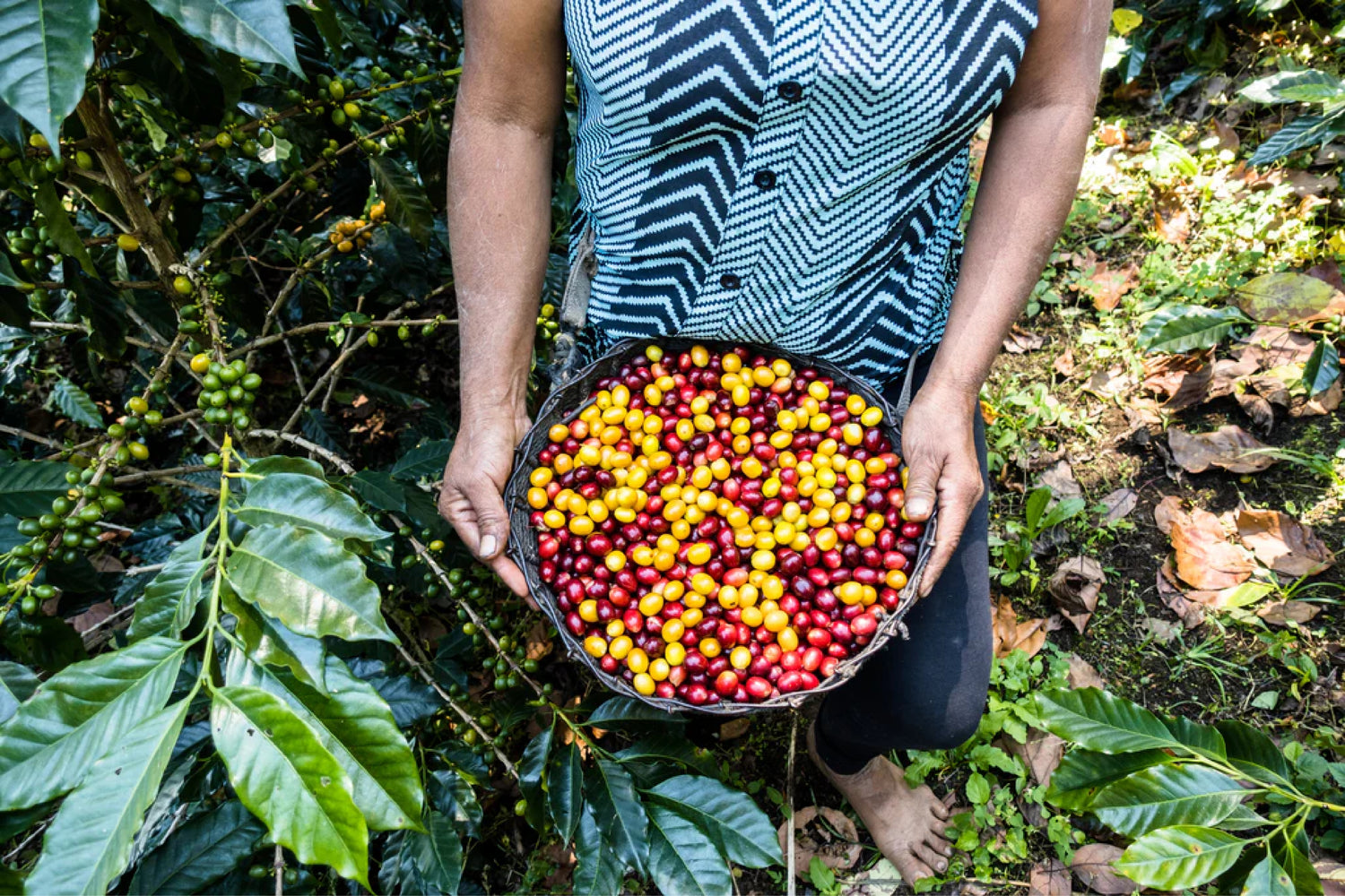 Dune Coffee Roasters in Goleta, CA