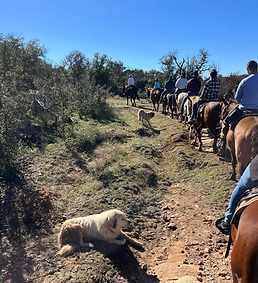Reveille Peak Ranch in Burnet, TX (5)