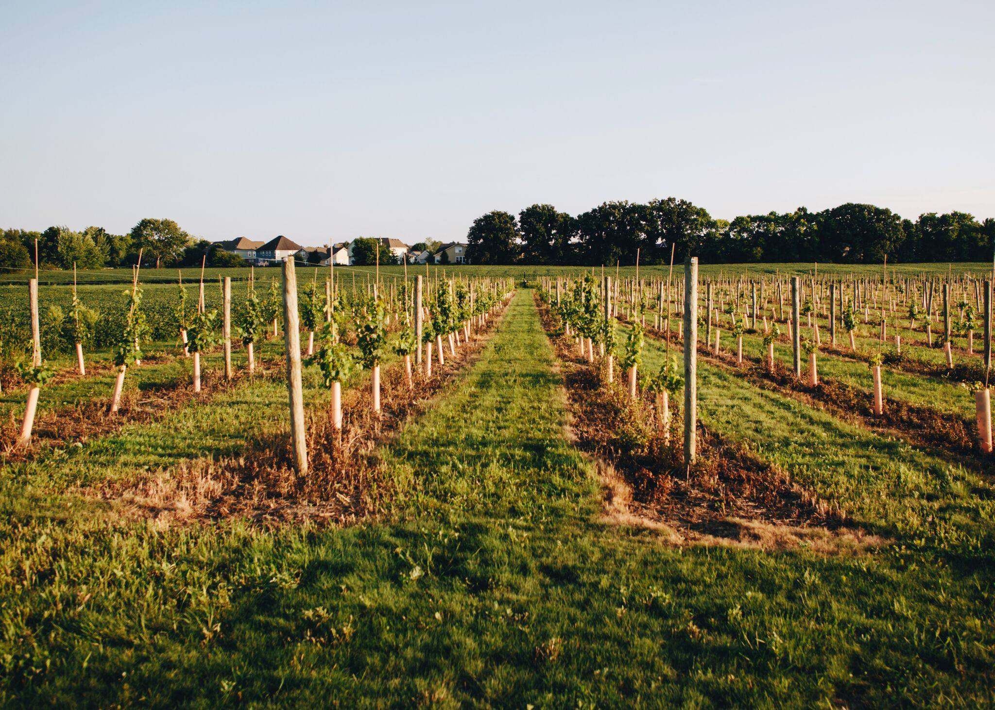Urban Vines Winery & Brewery in Westfield, IN (3)