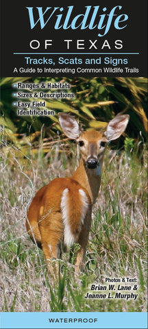 Blue Star Trading Co in Hico, TX (5)