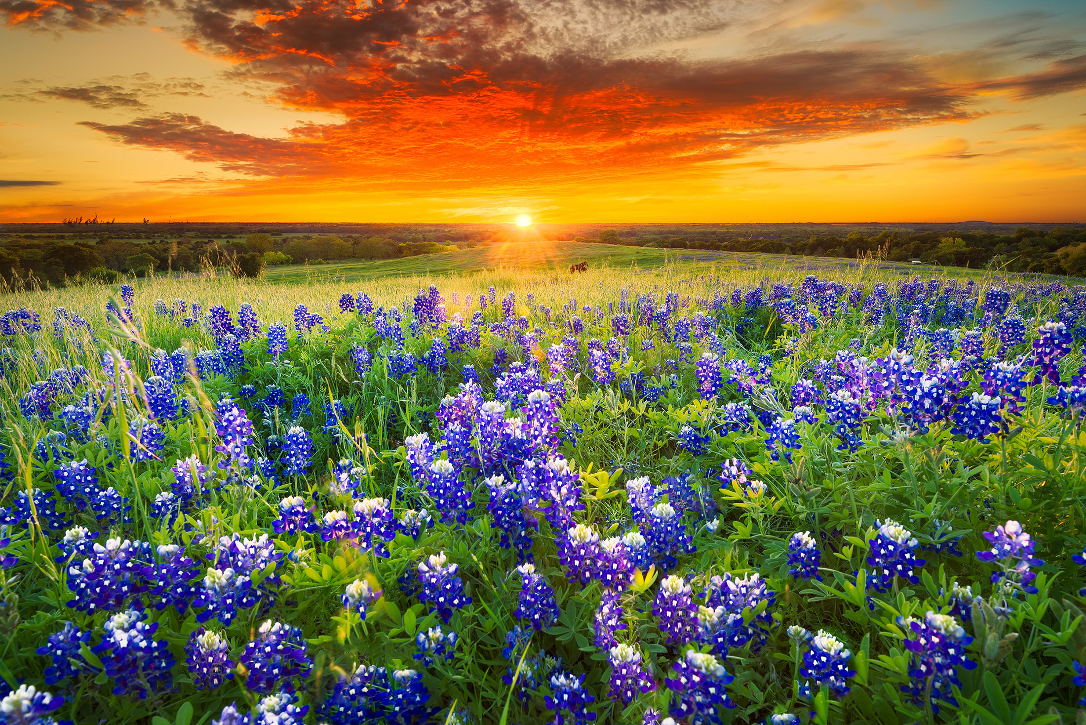 Texas Star Trading Co in Abilene, TX