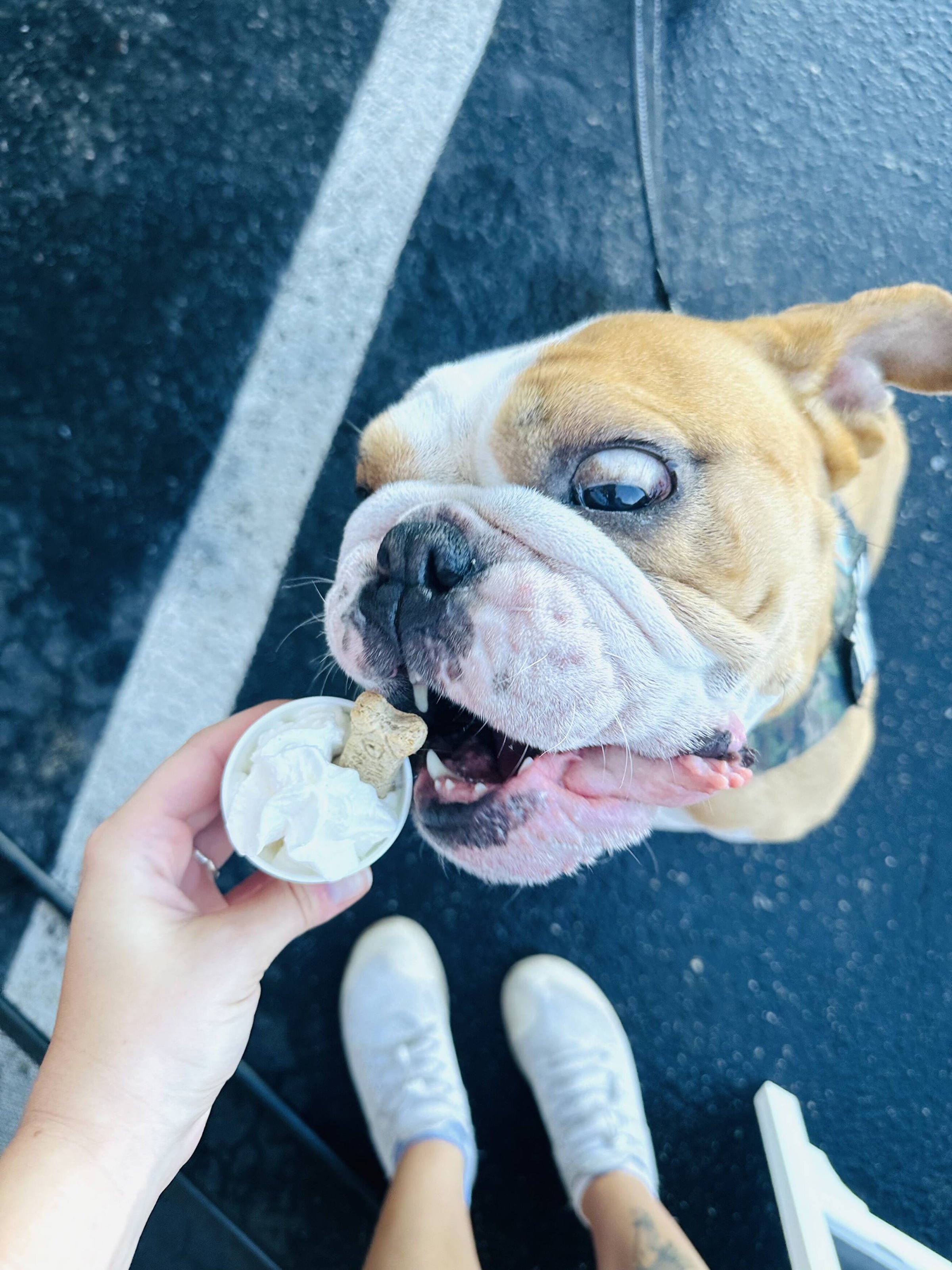 Big Pups Coffee Company in Oak Island, NC