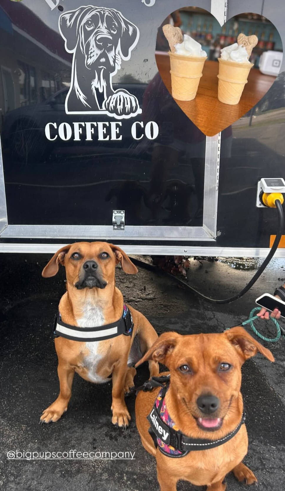 Big Pups Coffee Company in Oak Island, NC (3)