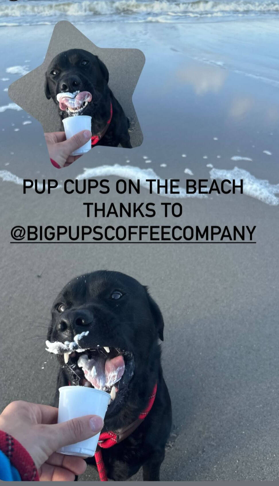 Big Pups Coffee Company in Oak Island, NC (4)