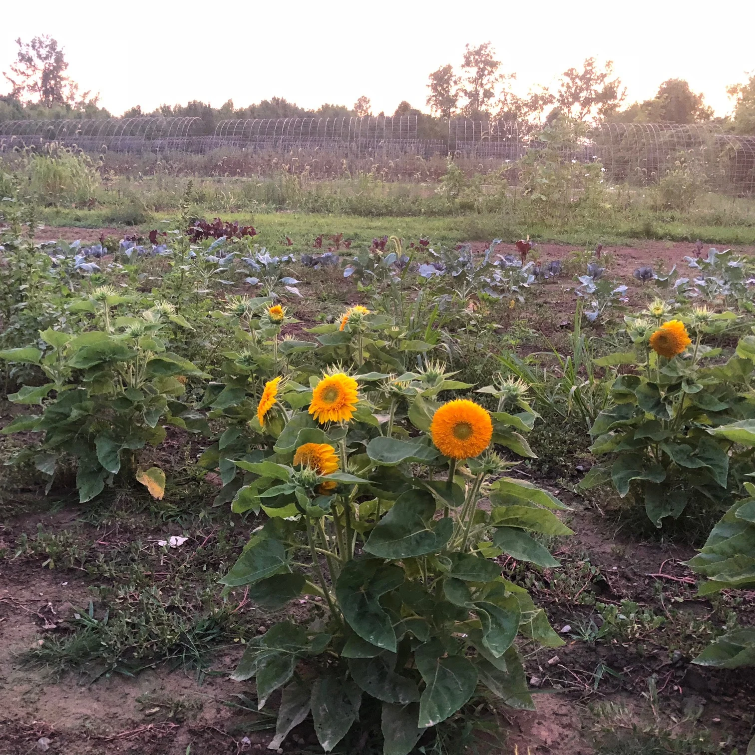 Local Roots in Powell, OH (5)