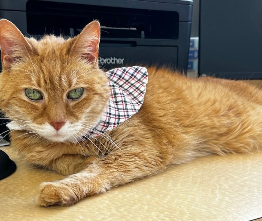 Happy Tales Veterinary Hospital in Clark, PA (2)