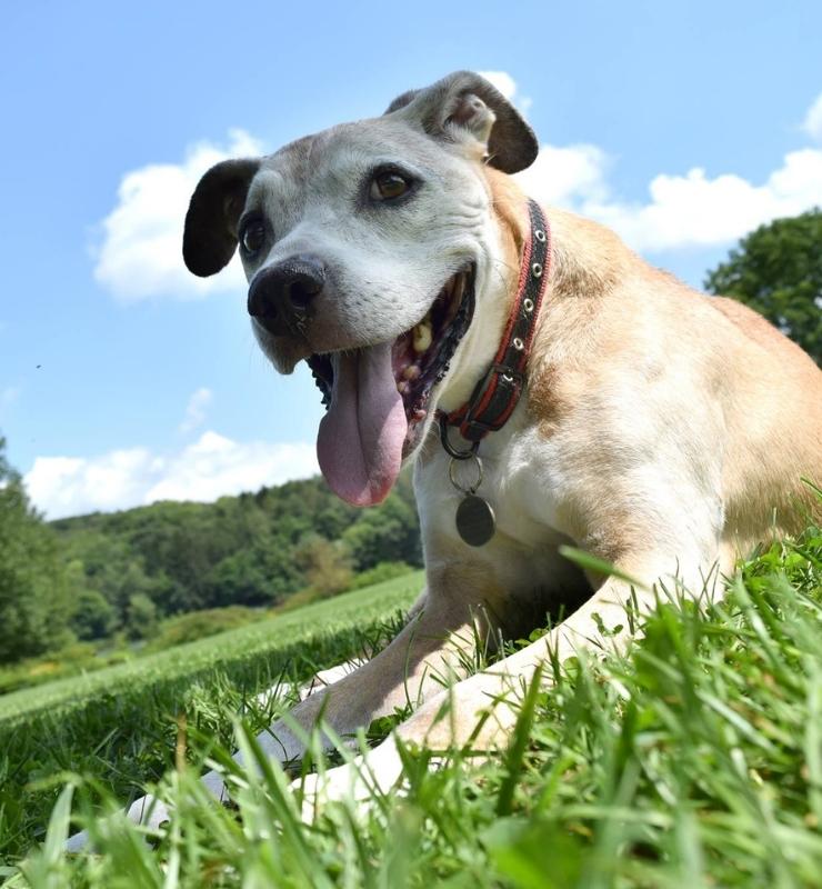 Happy Tales Veterinary Hospital in Clark, PA (3)
