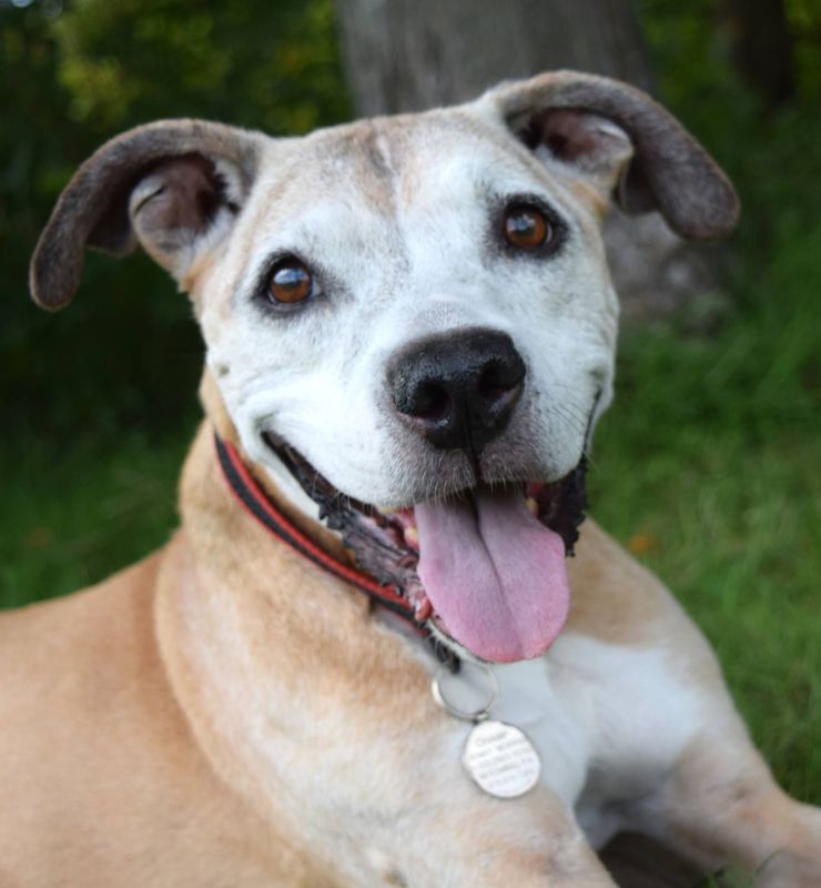 Happy Tales Veterinary Hospital in Clark, PA (4)