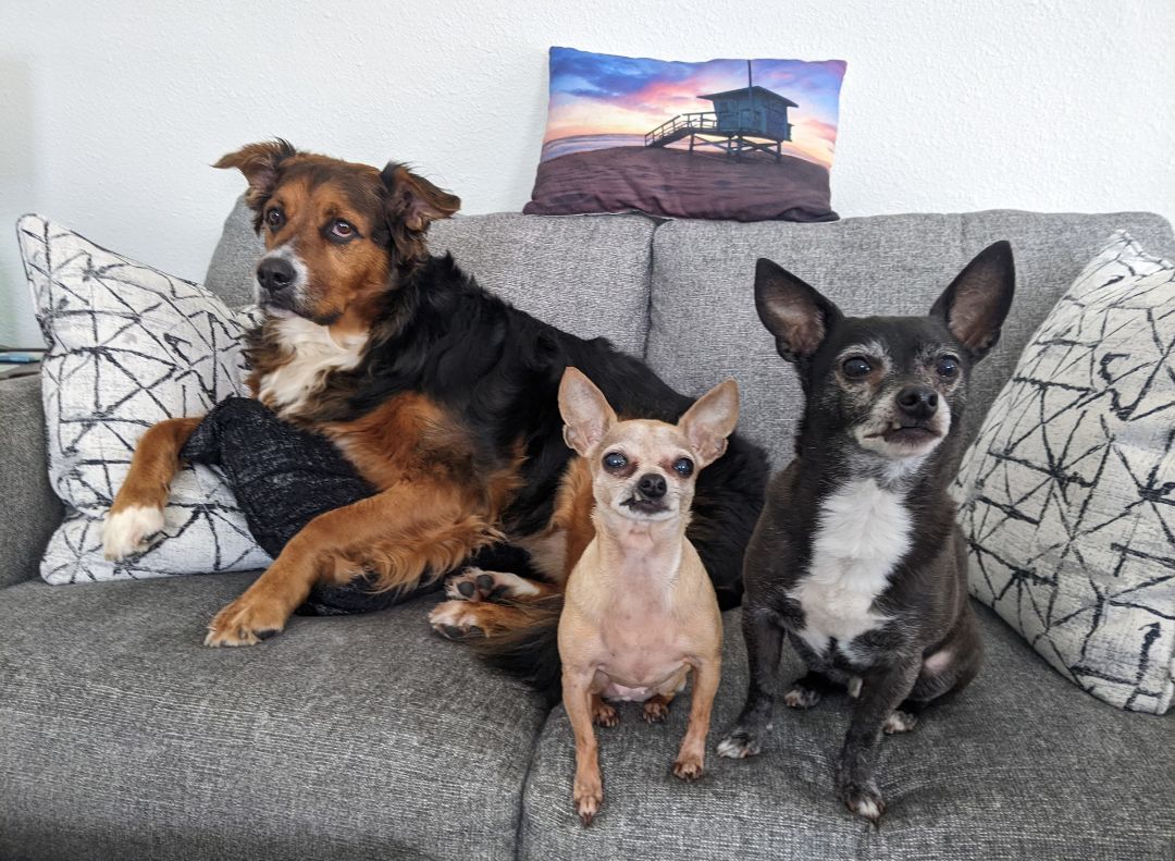 Silly Willie's Pet Boutique in New Smyrna Beach, FL (2)