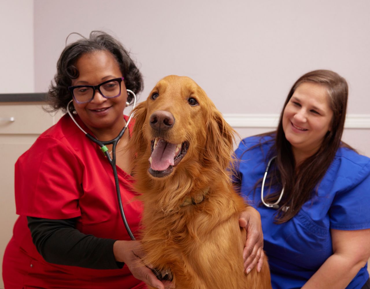 Animal Doctors of North Texas in Benbrook, TX (3)