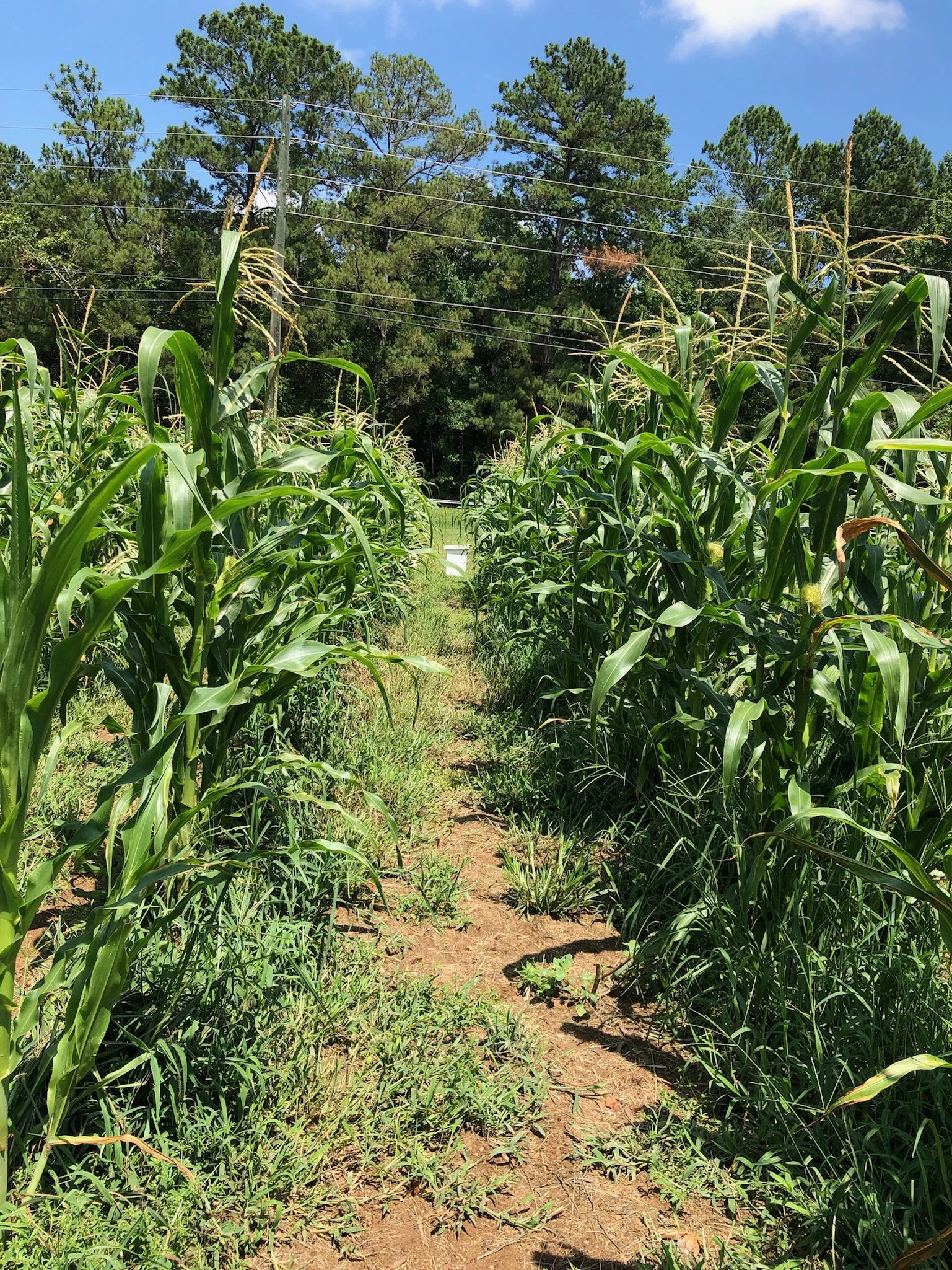Nu Sunrise Farms in Griffin, GA (2)