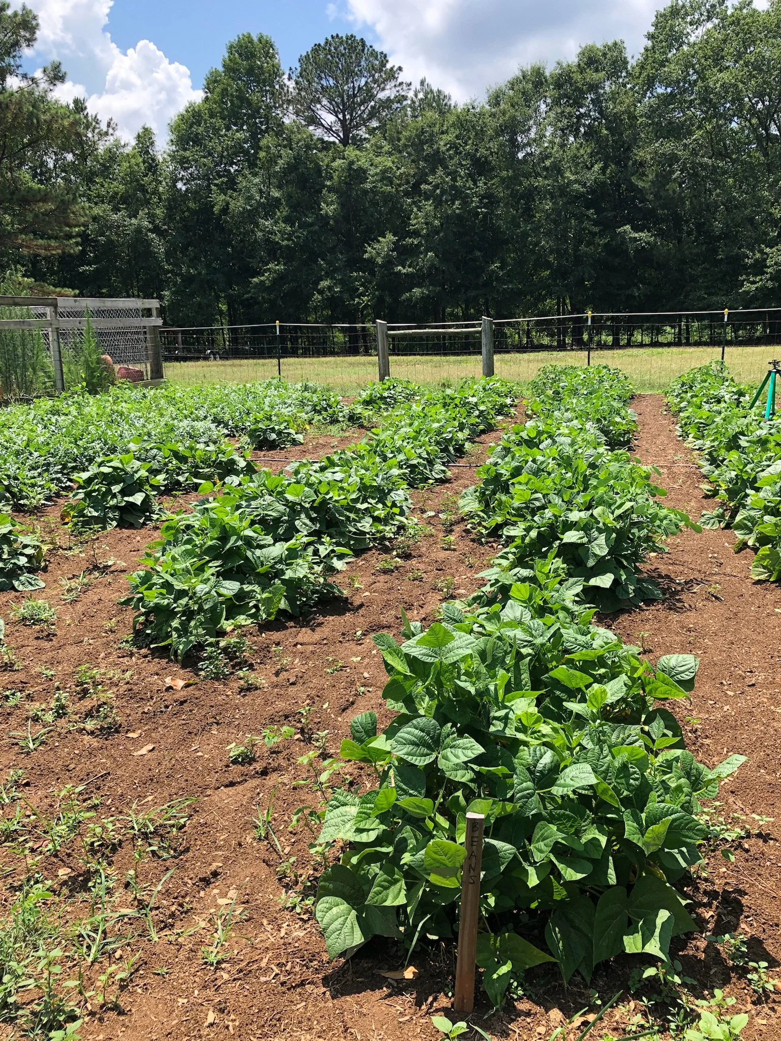 Nu Sunrise Farms in Griffin, GA (3)
