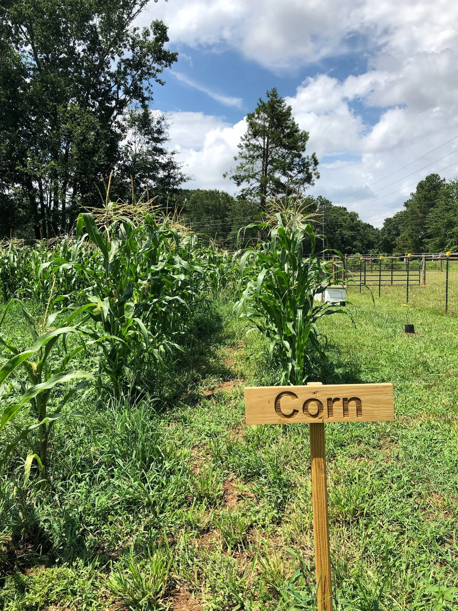 Nu Sunrise Farms in Griffin, GA (4)
