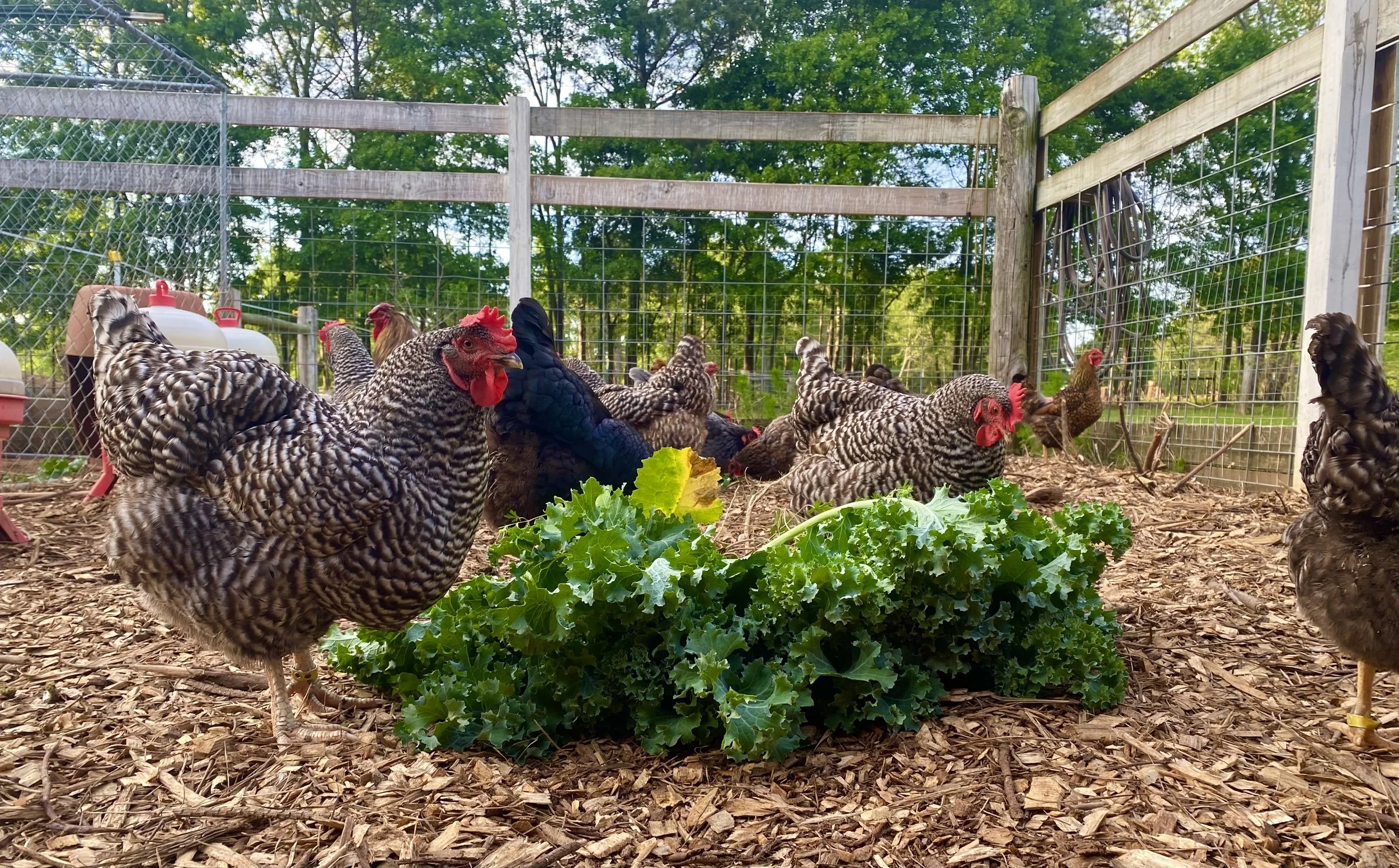 Nu Sunrise Farms in Griffin, GA (5)
