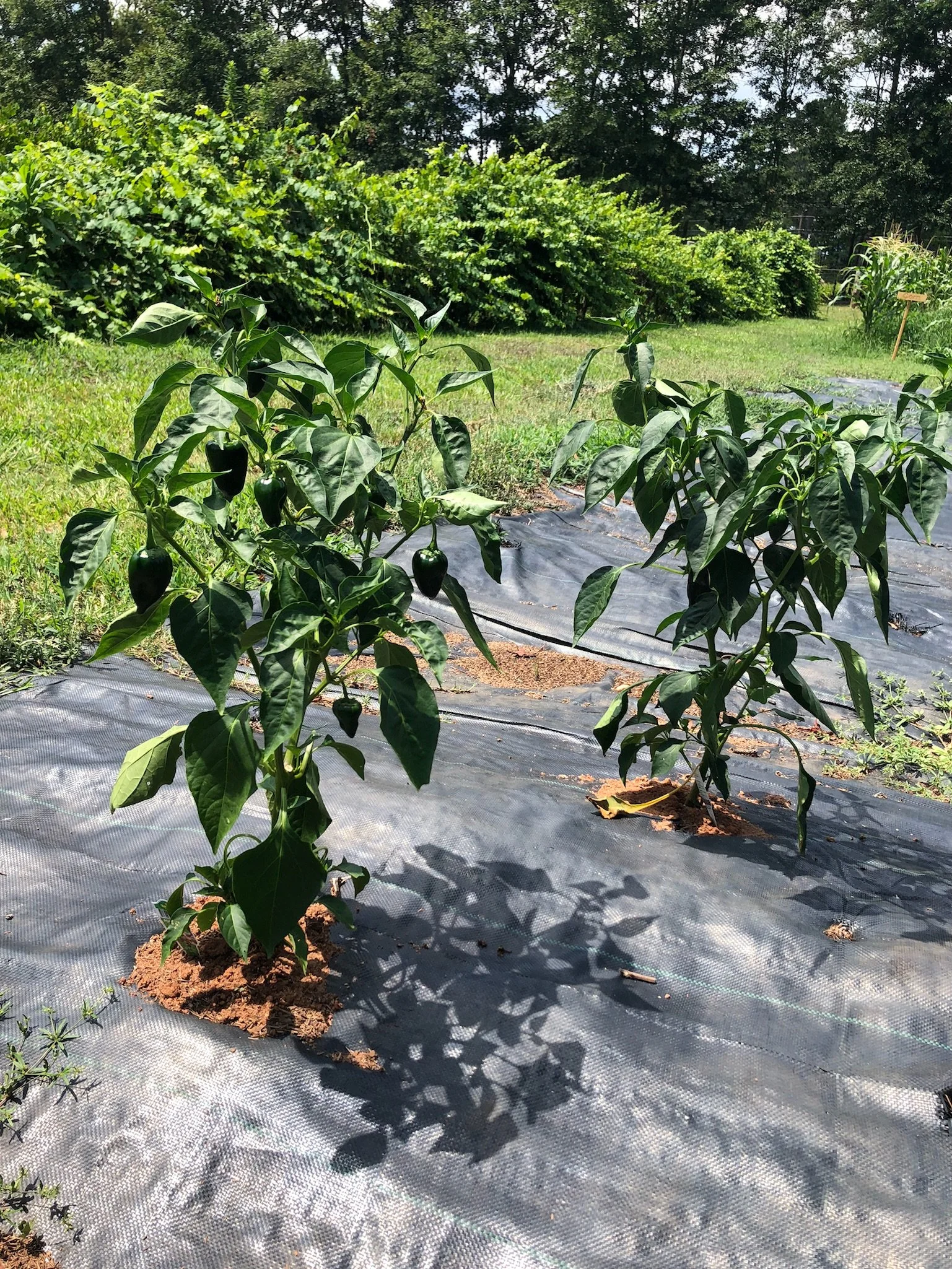 Nu Sunrise Farms in Griffin, GA (6)