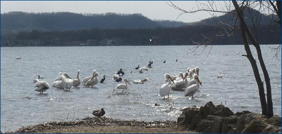 Lake Pepin Real Estate in Pepin, WI (5)