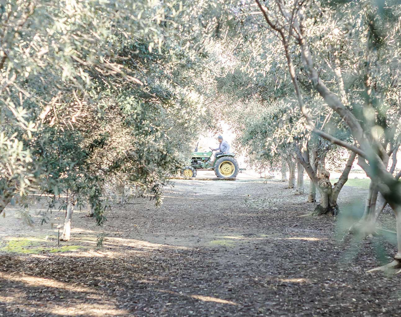 Temecula Olive Oil Company in Temecula, CA (4)