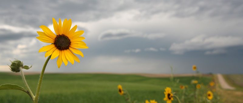 Withrow Law Firm, P.A. in Punta Gorda, FL (2)