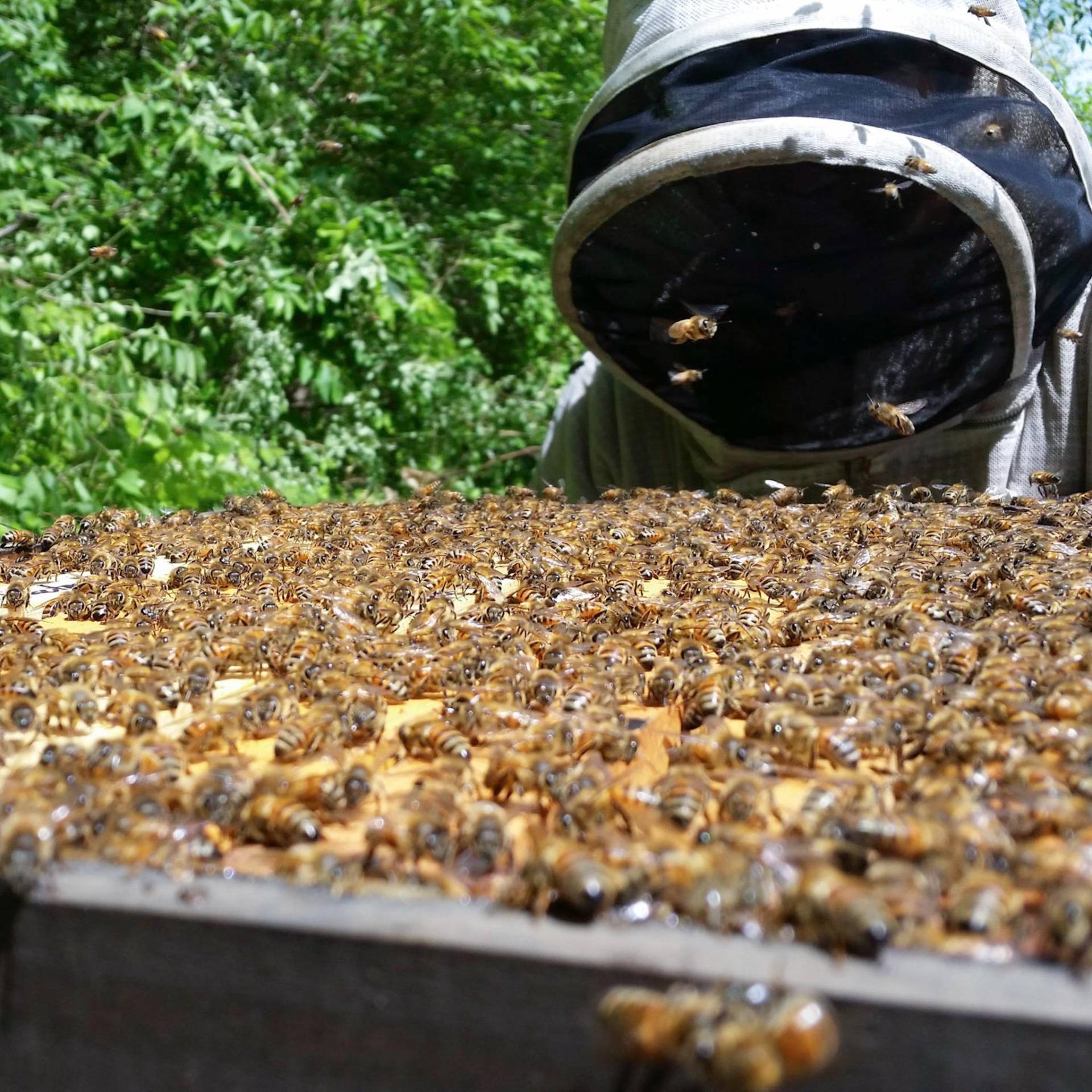 HappBee Acres Bee Supply in Batavia, OH