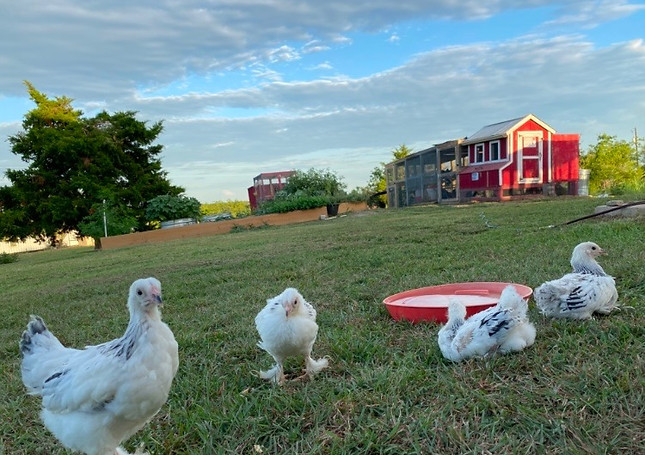 South Grown Chicken Farm Elgin Texas in Elgin, TX