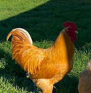 South Grown Chicken Farm Elgin Texas in Elgin, TX (2)