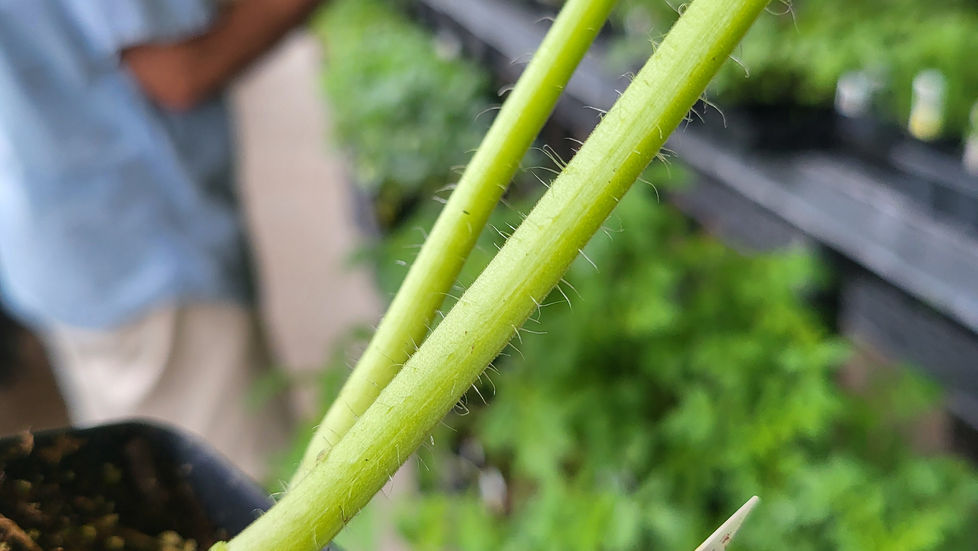 Plants N Things in Brenham, TX (2)