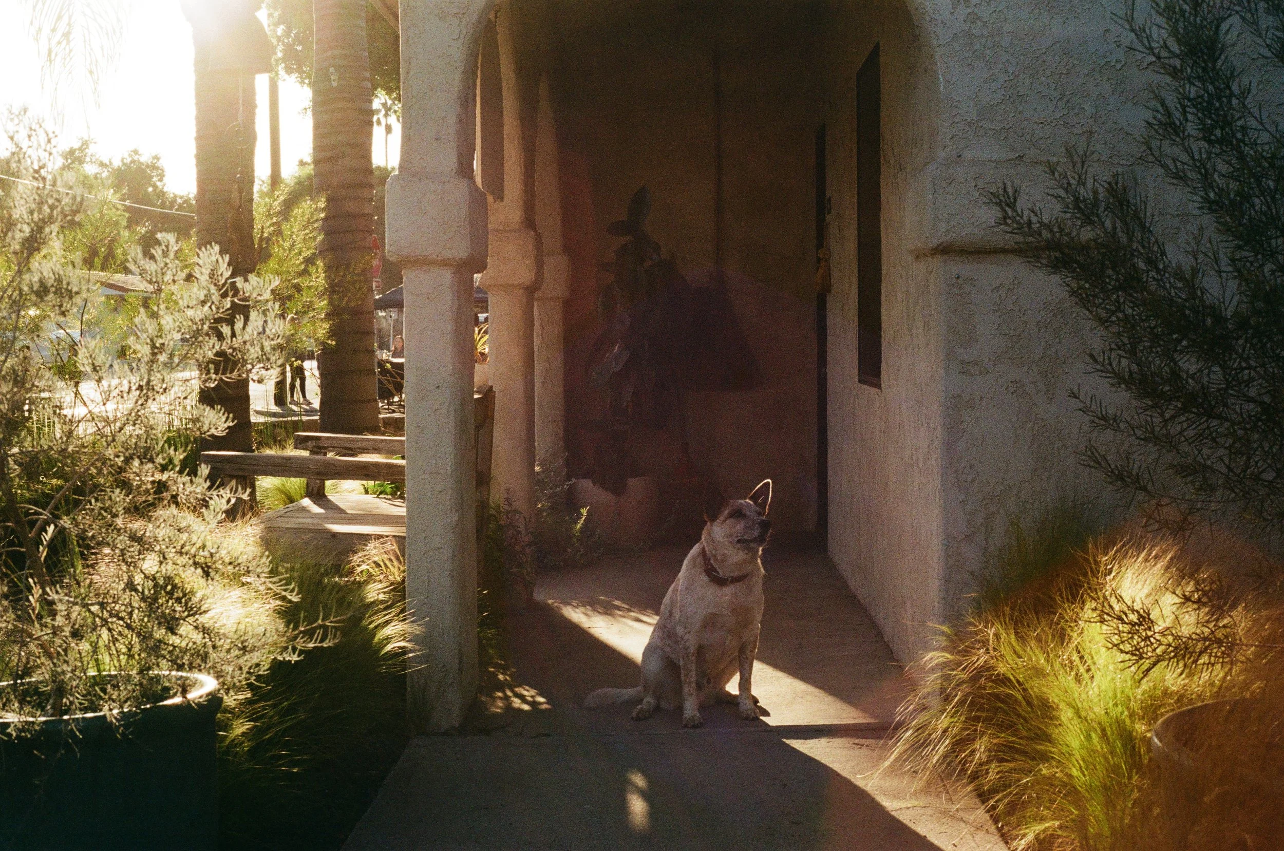 Little Koyote Salon in Ojai, CA