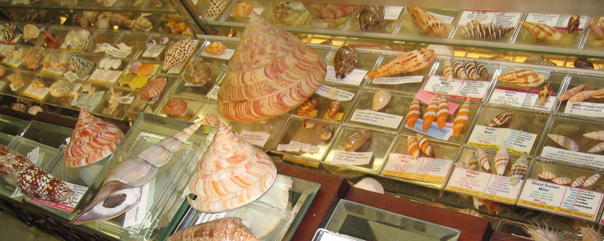 The Florida Shell Shop in Treasure Island, FL (2)