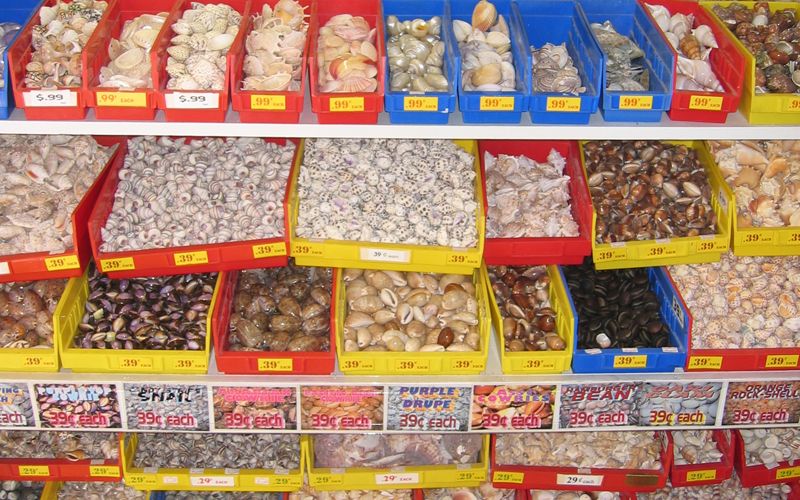 The Florida Shell Shop in Treasure Island, FL (5)