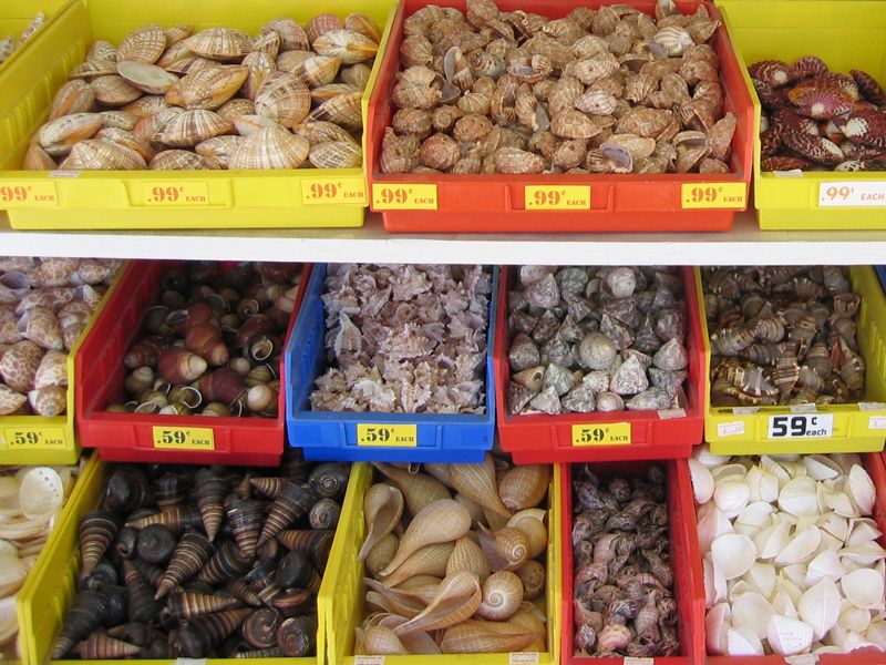 The Florida Shell Shop in Treasure Island, FL (6)