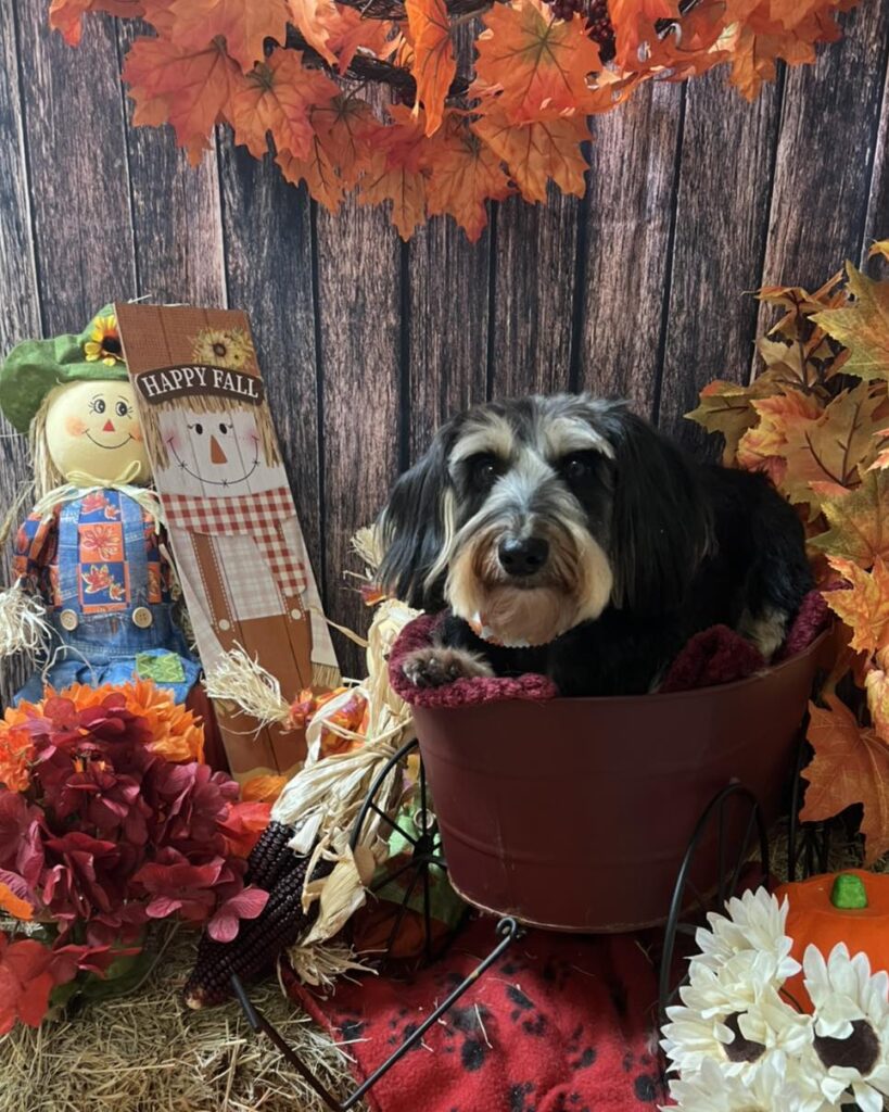 The Salty Paws Pet Spa and Grooming in Pawleys Island, SC