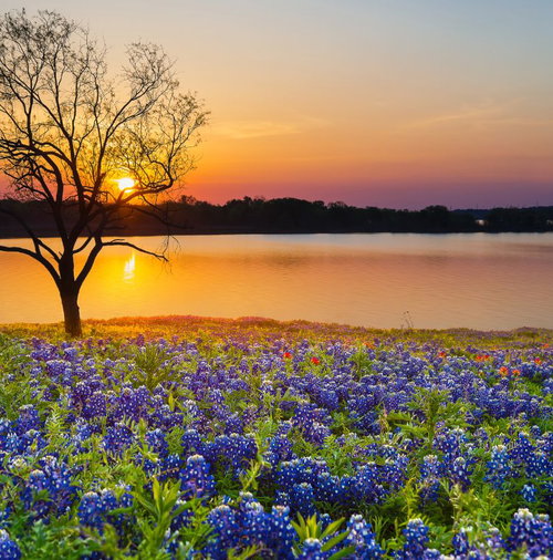 TexasRealEstateSavings in Aledo, TX (2)
