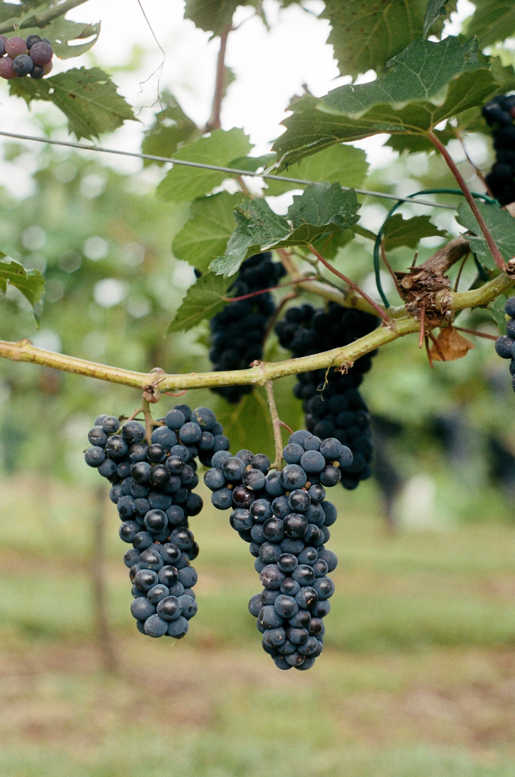 Linville Falls Winery in Newland, NC (4)