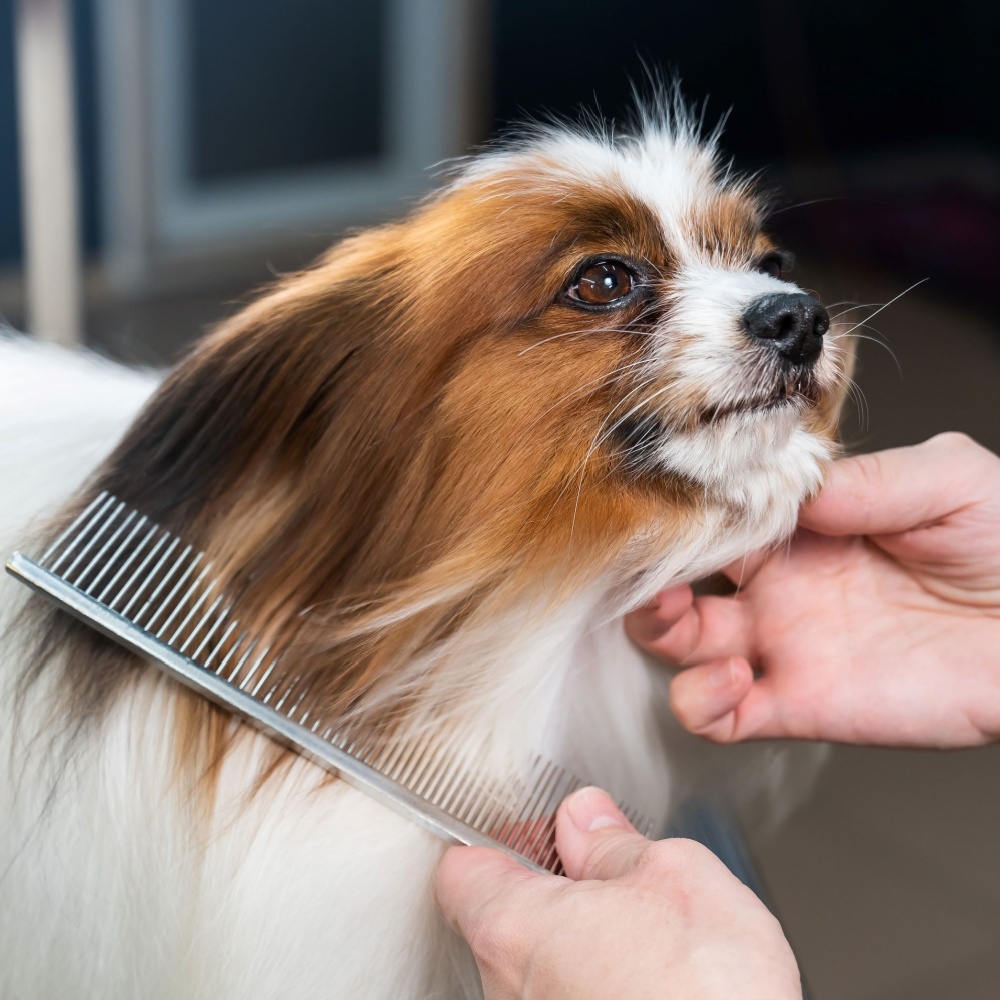 The Zuri Pet Spa in San Juan Capistrano, CA (3)