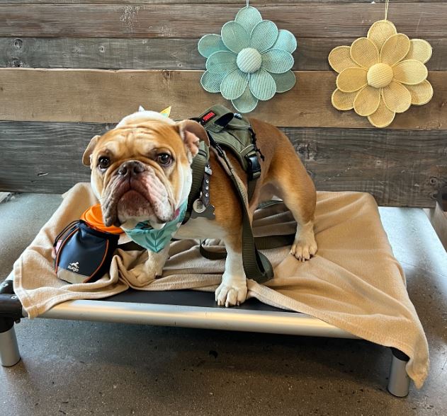 The Zuri Pet Spa in San Juan Capistrano, CA (5)