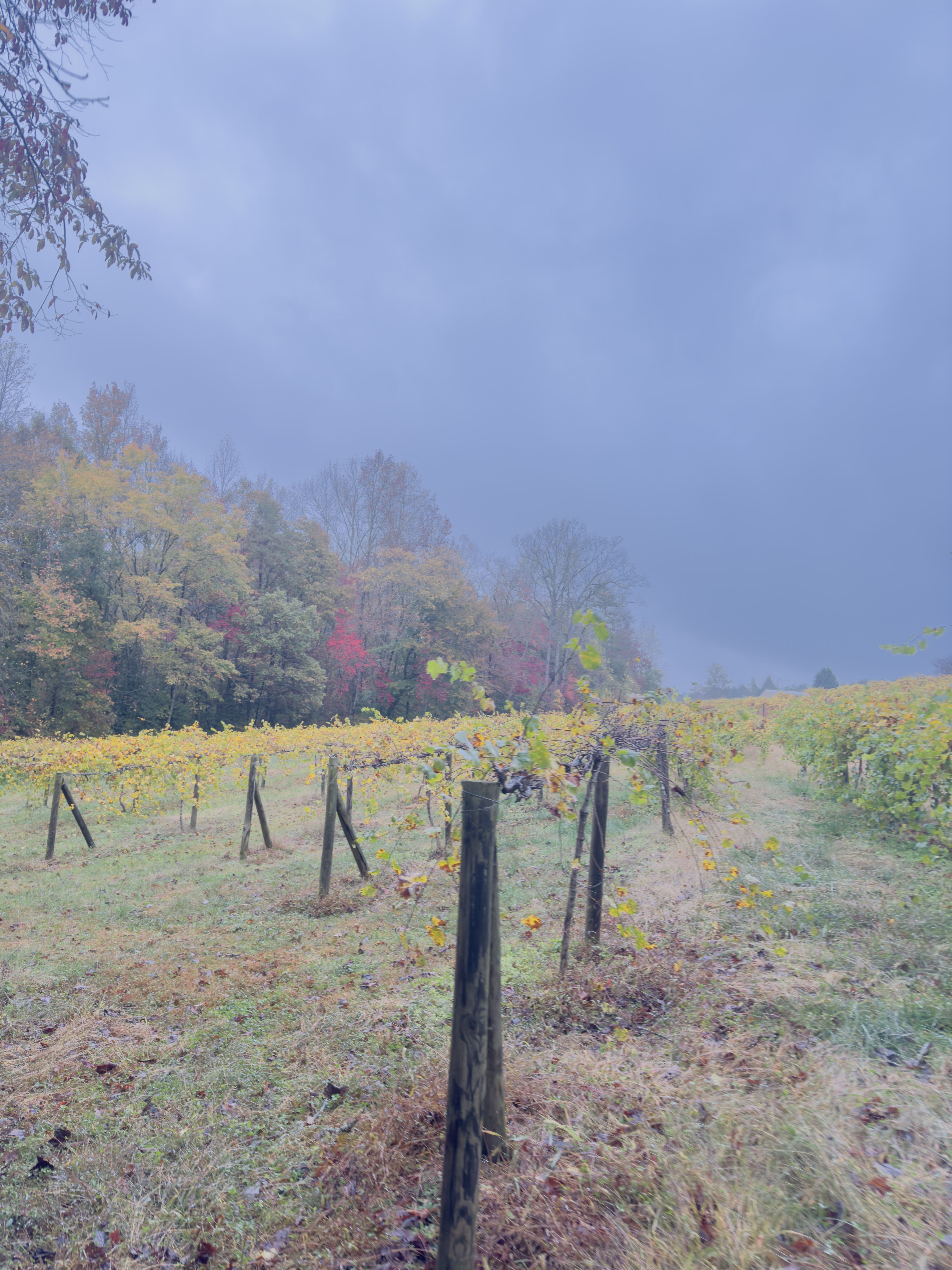 Tesnatee River Winery and Meadery in Cleveland, GA