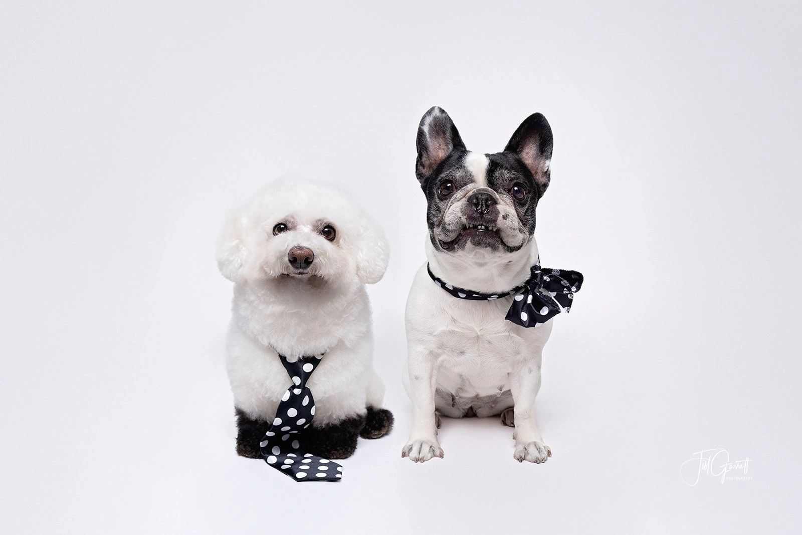 Olive & Company Pet Spa and Retreat in Brookshire, TX