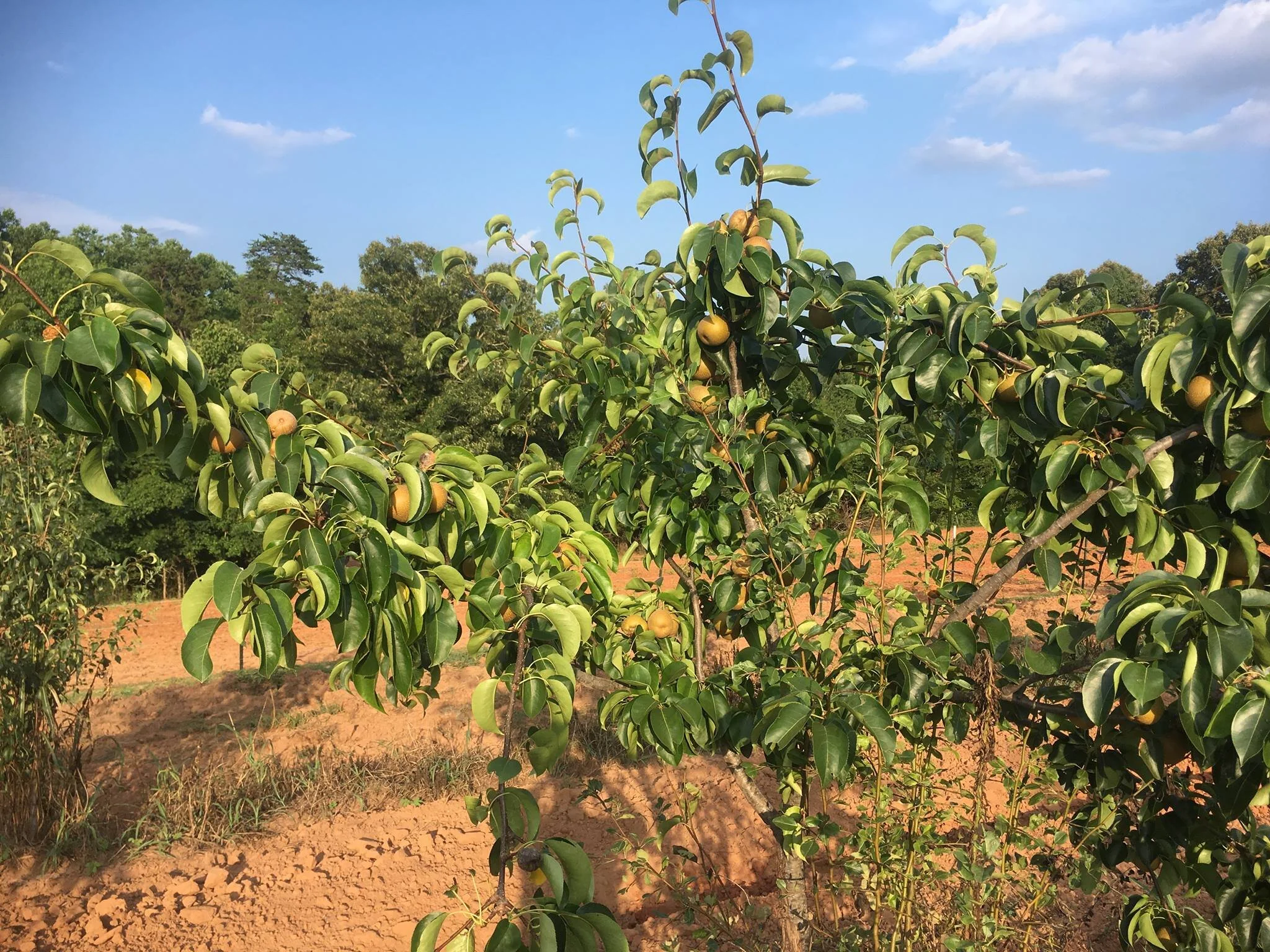 Jackson Farms II in Lyman, SC (4)