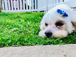 Keystone Pet Place Mount Joy in Mount Joy, PA (3)