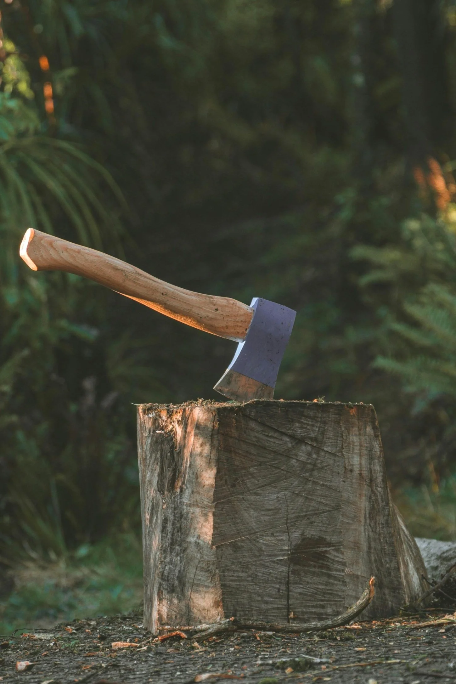 Small Axe Cooperative Law in Madison, WI (2)